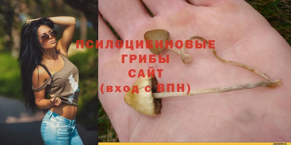прущие грибы Аркадак